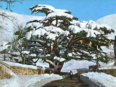 Cedars Tree Of Lebanon