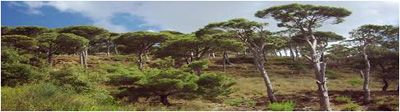 Pine Trees Of Jizzine Village Lebanon