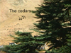 Cedars of lebanon,Click to enlarge