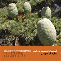 Tannourine Cedars Lebanon