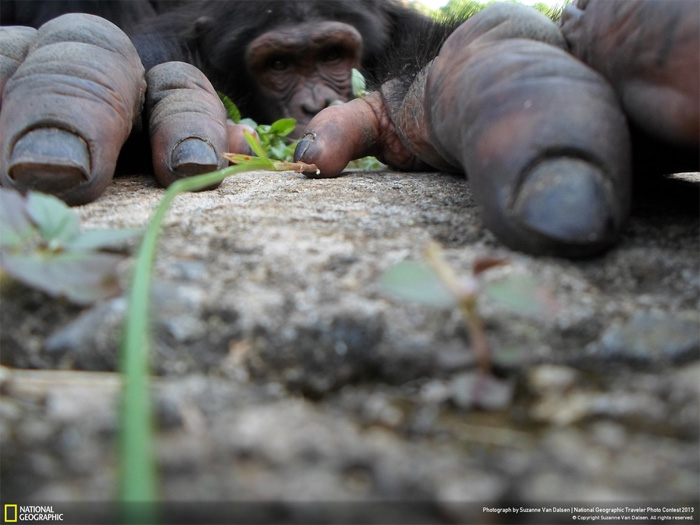 NatGeo, Traveler photo contest