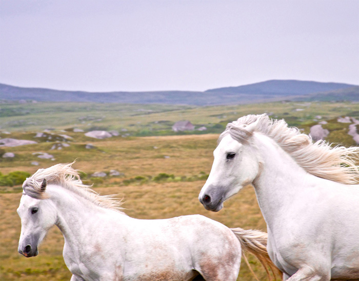 NatGeo, Traveler photo contest