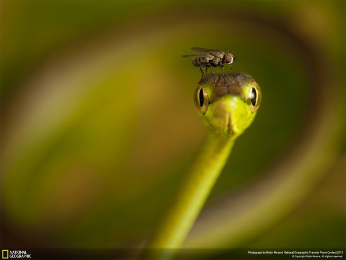 NatGeo, Traveler photo contest