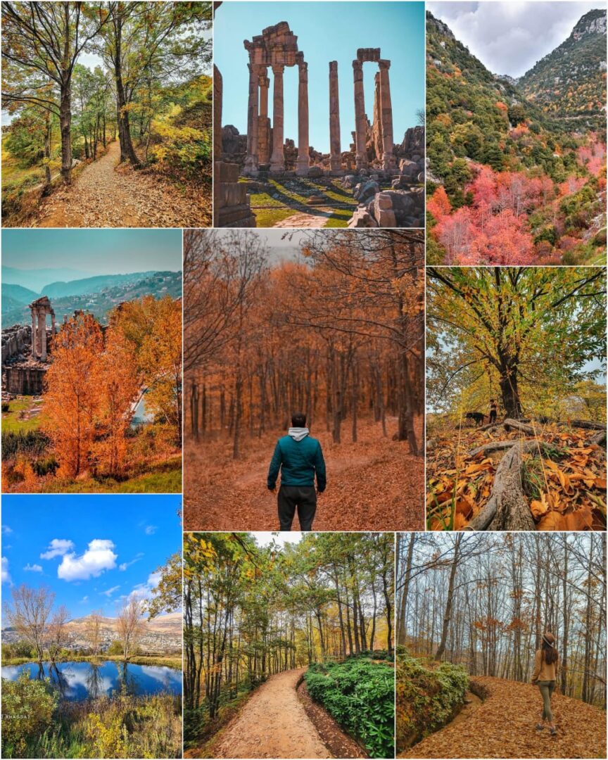 Kfardebian Ozer Forest